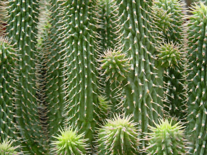 hoodia 