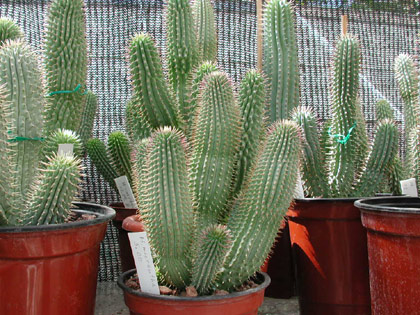 hoodia 