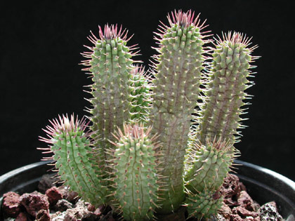 hoodia 
