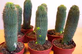hoodia