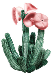hoodia 