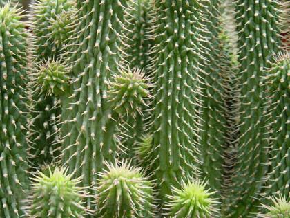 hoodia 