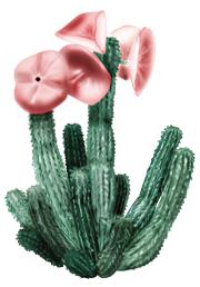 hoodia 