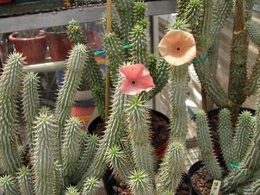 hoodia