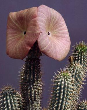 hoodia 