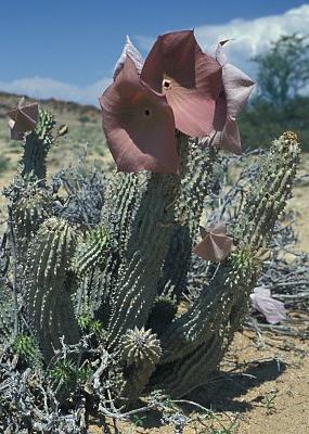 hoodia 