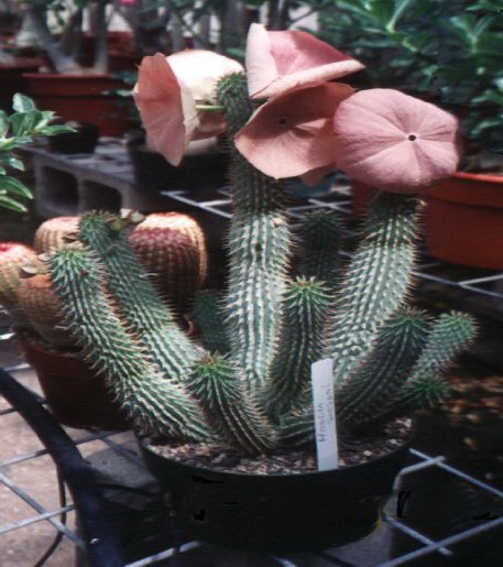 hoodia