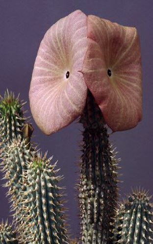 hoodia 