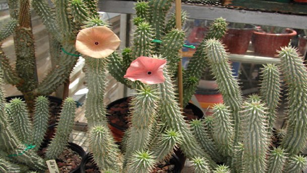 hoodia
