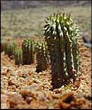 hoodia 