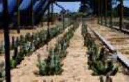 hoodia